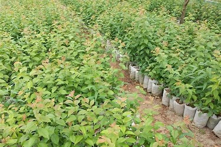 果树挂果期用什么复合肥？果树结果期专用增产叶面肥料？