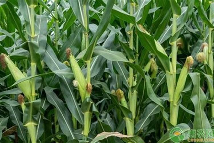 大量元素水溶肥料多少钱一要几天才能配土