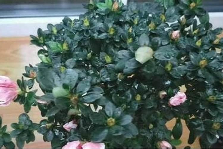 不开花缺什么肥料