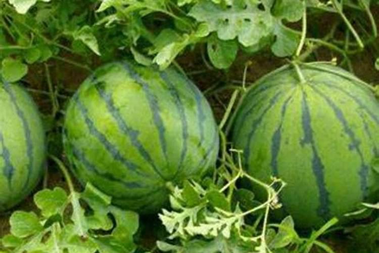 西瓜后期冲什么肥好