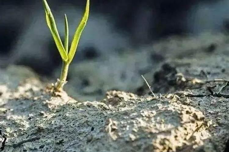 土壤调理剂是否归类于化肥或农药？