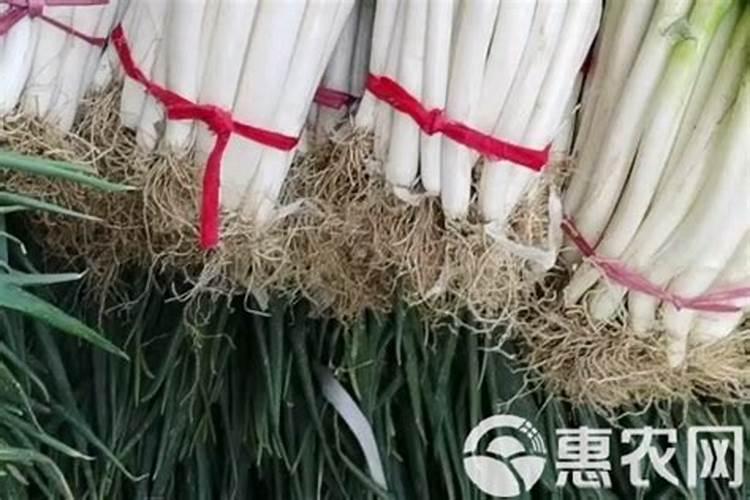 大葱上车价多少钱回本