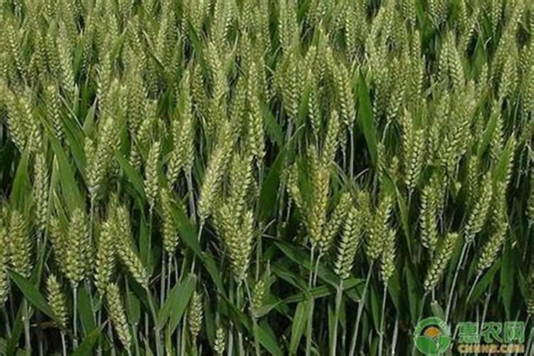 小麦用什么肥料好