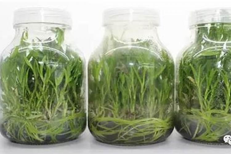 生根壮苗用什么肥料最好