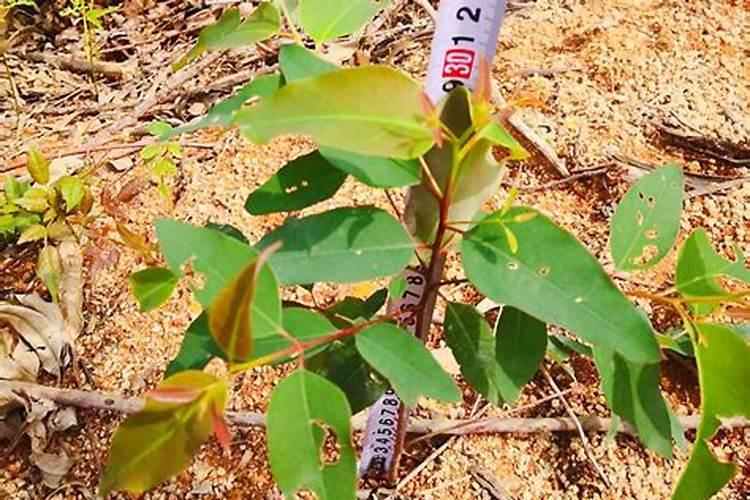 生根粉直接撒土里浇水行吗生根粉是肥料吗