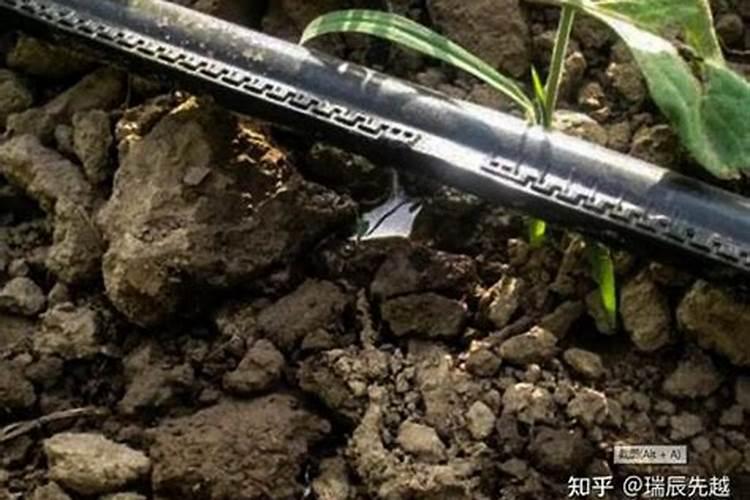 玉米授粉灌浆期用什么肥好