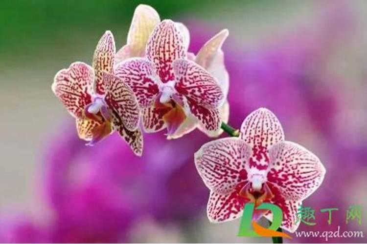 冬天怎么养护茶花才能让它开花更多