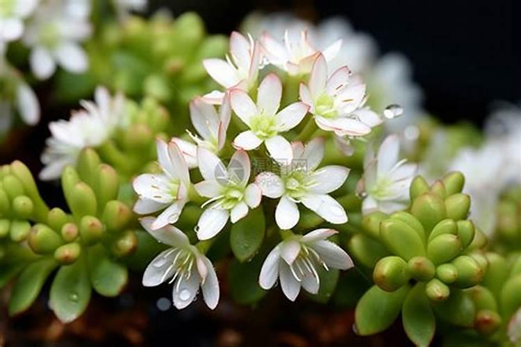 盆栽多肉植物施什么肥,该如何施肥