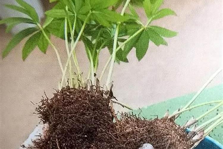 铁筷子如何长花苞 铁筷子长花苞的方法介绍