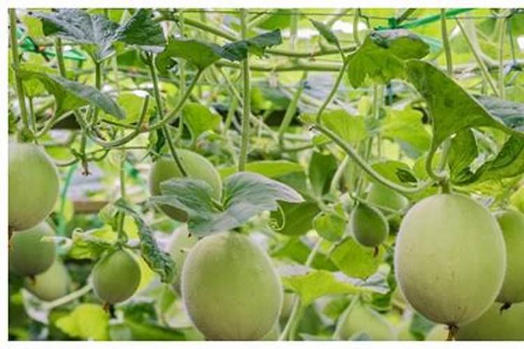 甜瓜可以充高钾肥吗