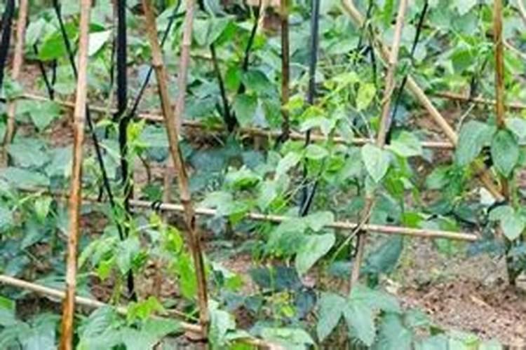 豆角出苗多久才能施肥