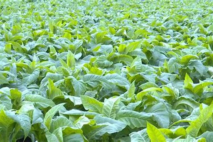 硅肥的施用范围？