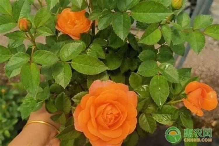 月季花施什么肥开花大