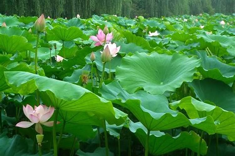 甘蔗施什么肥长得最快