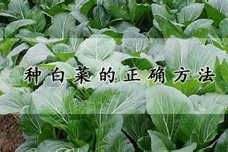 白菜施肥方法 沟上培土作垄