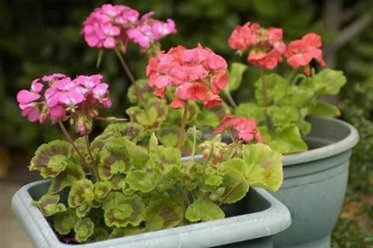 植物缺了氮磷钾怎么补