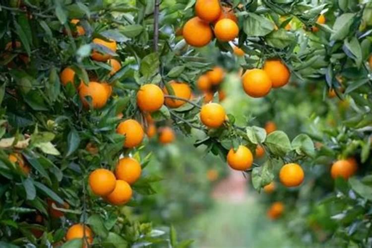 给结果的柑橘树什么时候施肥？