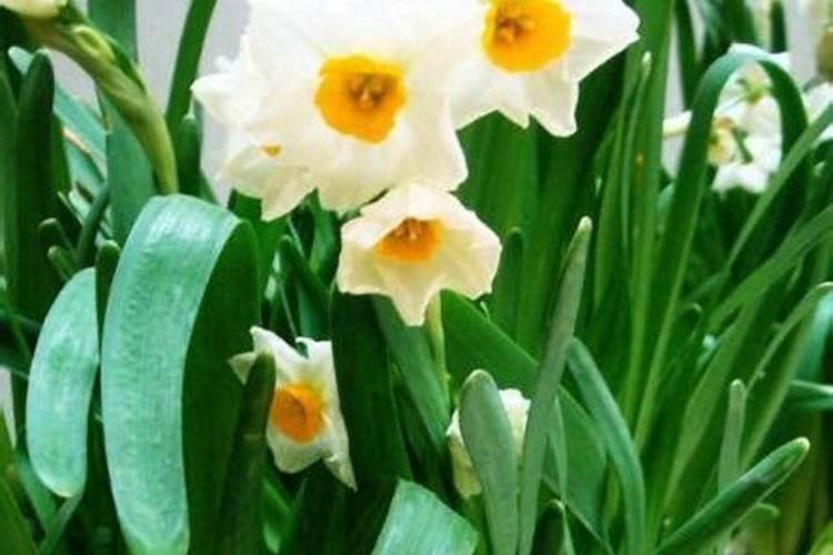 水仙花怎么施肥