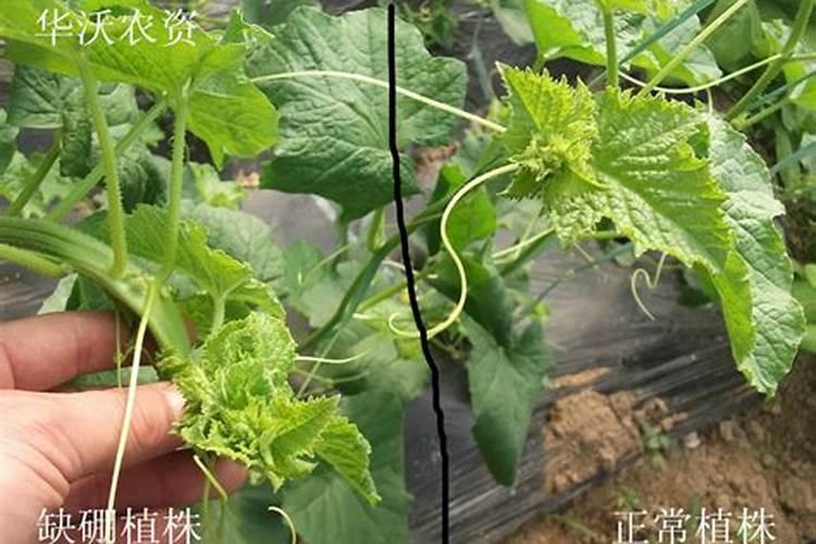 甜瓜打什么叶面肥最好？甜瓜施肥时间及方法？