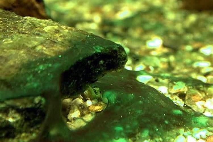 蓝藻爆发的原因有哪些该如何治理