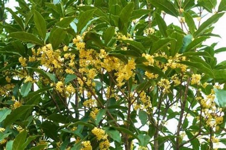 桂花树用什么肥料最好