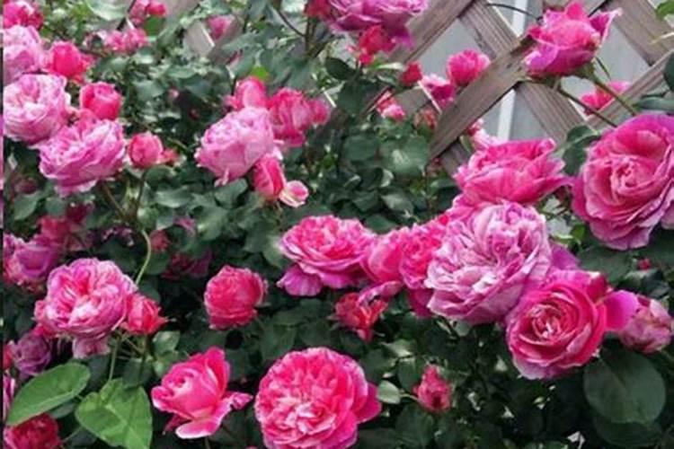 这种爬藤花,种一次就上瘾,院子多得塞不下!