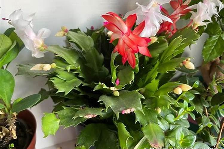 叶面肥可以浇花吗