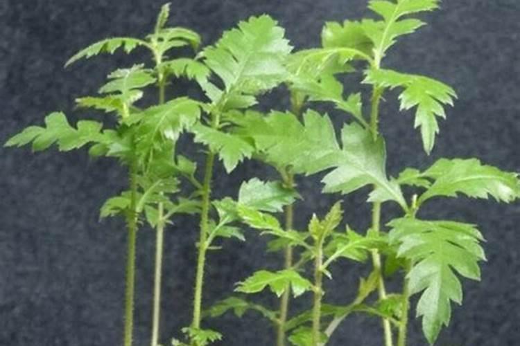 种杨梅树什么时候施肥