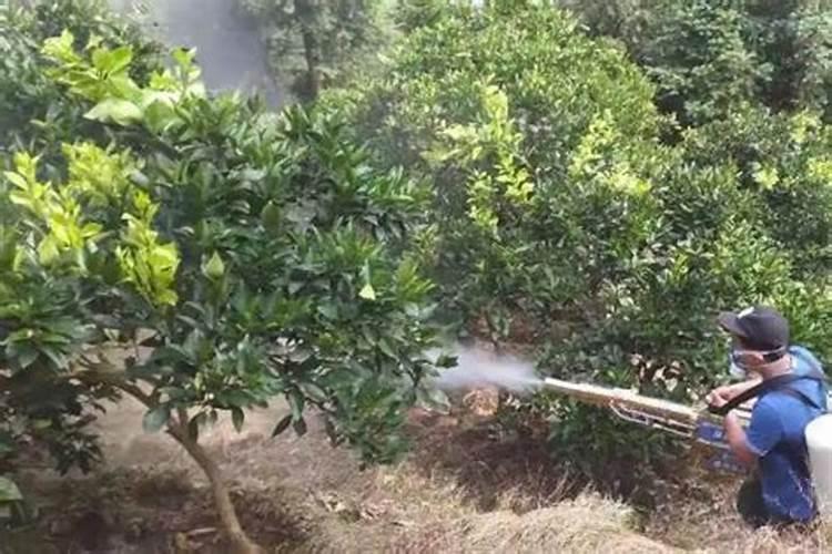 颗立硼在柑橘果树怎样使用