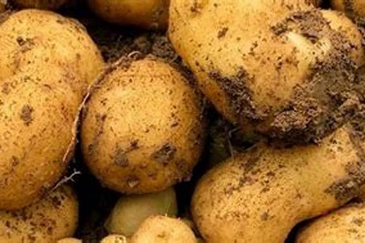 种土豆怎样施底肥 种土豆施肥方法
