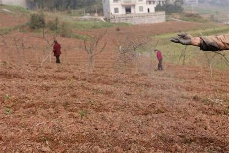 复合肥如何给植物使用 复合肥怎么给植物使用