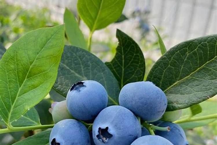 蓝莓种植技术引导(四)