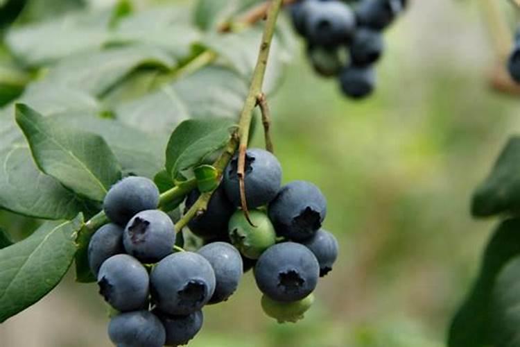 根系不好的蓝莓有什么办法生根