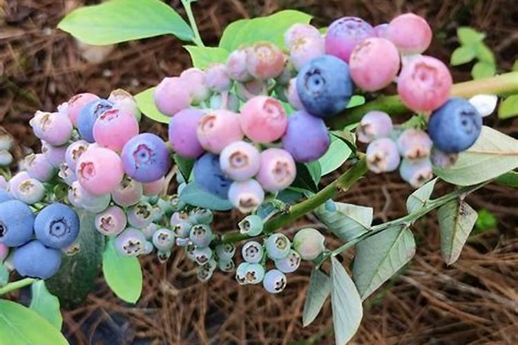 蓝莓树用什么生根剂好？