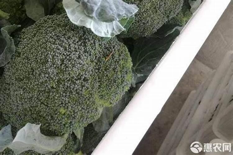 面对西兰花出现黄化米粒的情况该怎么做