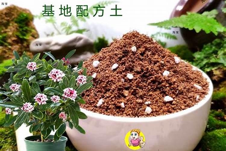 氮肥养花的作用