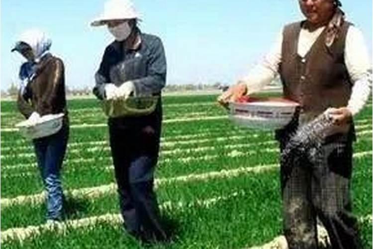 土壤酸化该怎么合理调节？