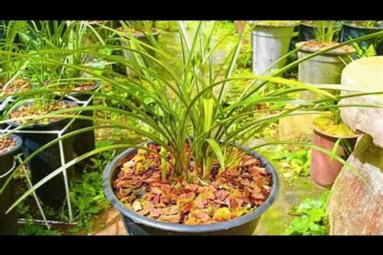 能用油饼给兰花施肥吗？