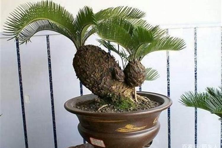 铁树用什么肥料好