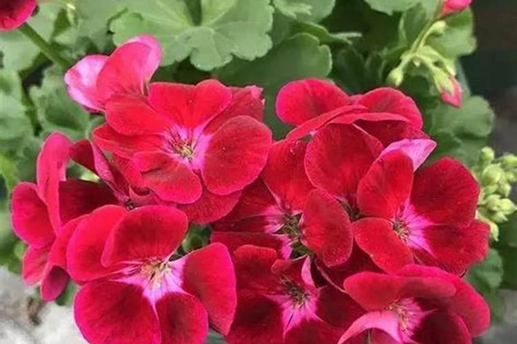 枫叶天竺葵的养殖方法