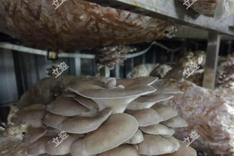 不同钾肥对食用菌产量影响