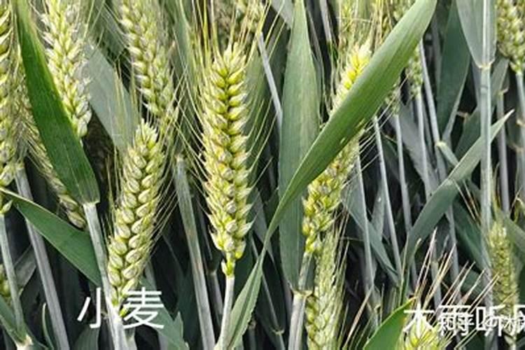 小麦扬花期可以施氮肥吗 能不能撒施尿素