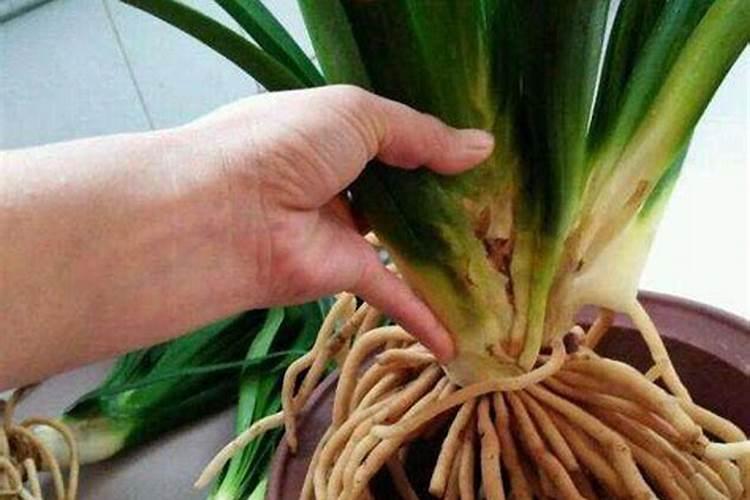君子兰怎么施肥？