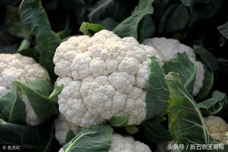 上上什么化肥苹果上色