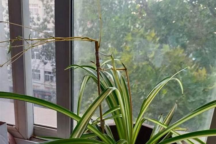 金心吊兰怎么养才能更旺盛