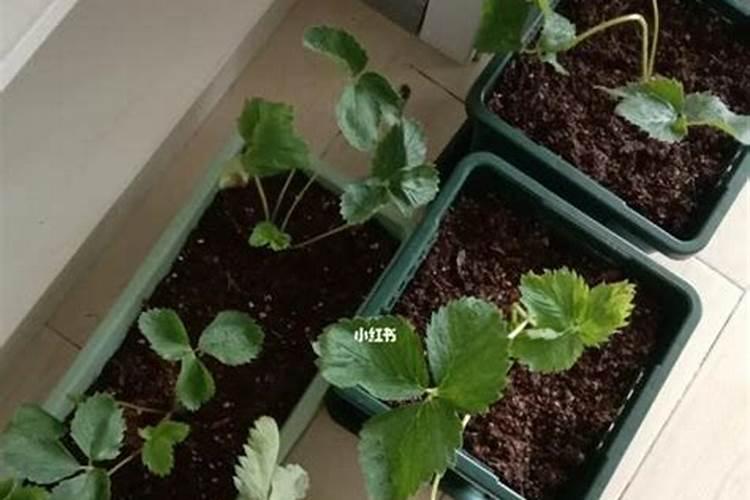 草莓如何施肥更高产？草莓花期用什么肥？