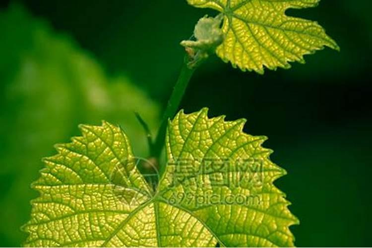 南方巨峰葡萄单独喷叶面肥时倒入两三重肥一起喷对树有害吗