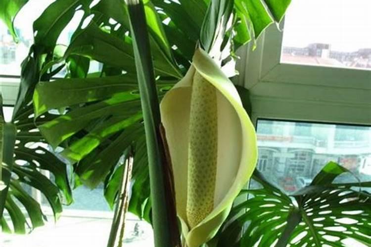 养龟背竹用什么肥料？