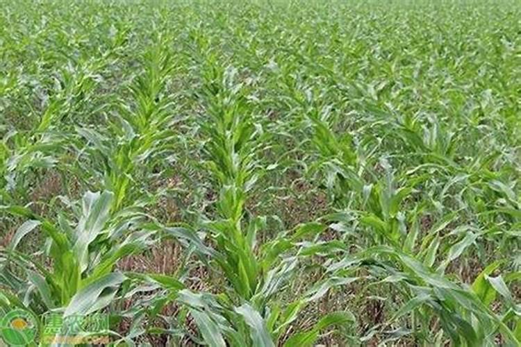 青储玉米需要什么肥料