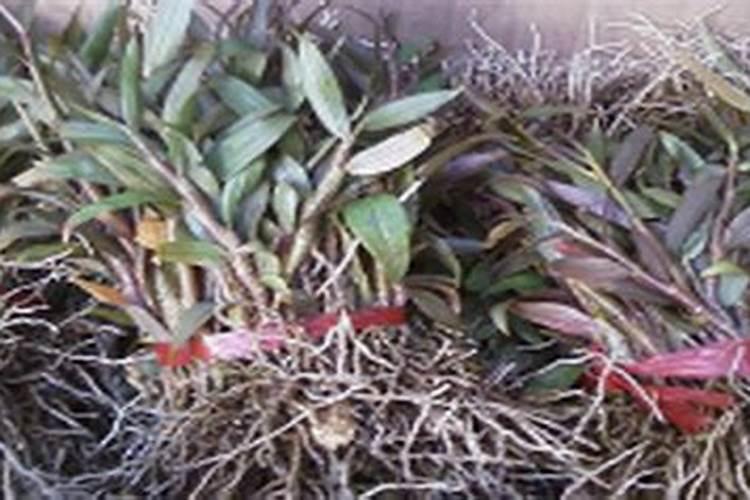 养石斛用什么肥料